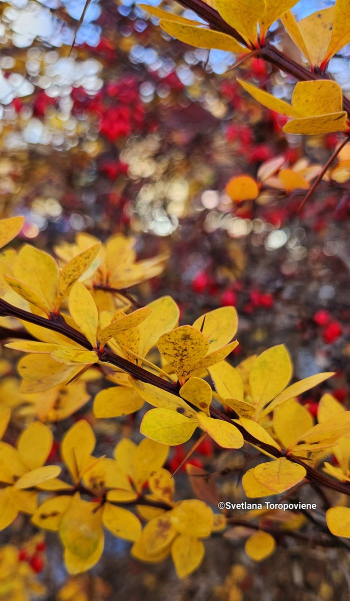 LanaToro21's tweet image. #Photobyme 📷 #Todayshots
#MyThoughts 

❤️ Try to hear what&apos;s important.
❤️ Understand the essentials.
❤️ Forget the unnecessary.
❤️ It&apos;s so little and yet so much!