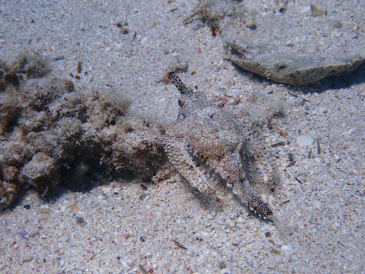 Have you seen an armoured fish walking about the seafloor? #scubadiving