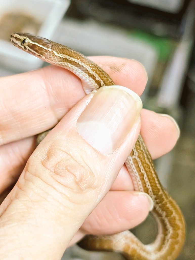 スーパーMP (プロフ読んでちょ)専用ページ 爬虫類・両生類専門店レプティリカス on X