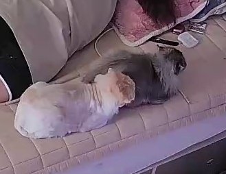 용이와 별이와 겨울 tweet media