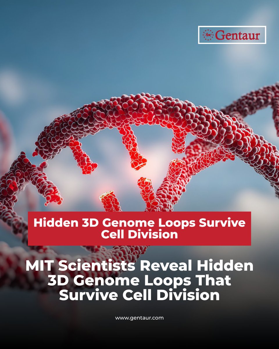 Naukowcy z MIT odkryli ukryte pętle genomu 3D, które przetrwają nawet po podziale komórki.
To przełom w badaniach nad epigenetyką, różnicowaniem komórek i chorobami neurodegeneracyjnymi.
#Genom3D