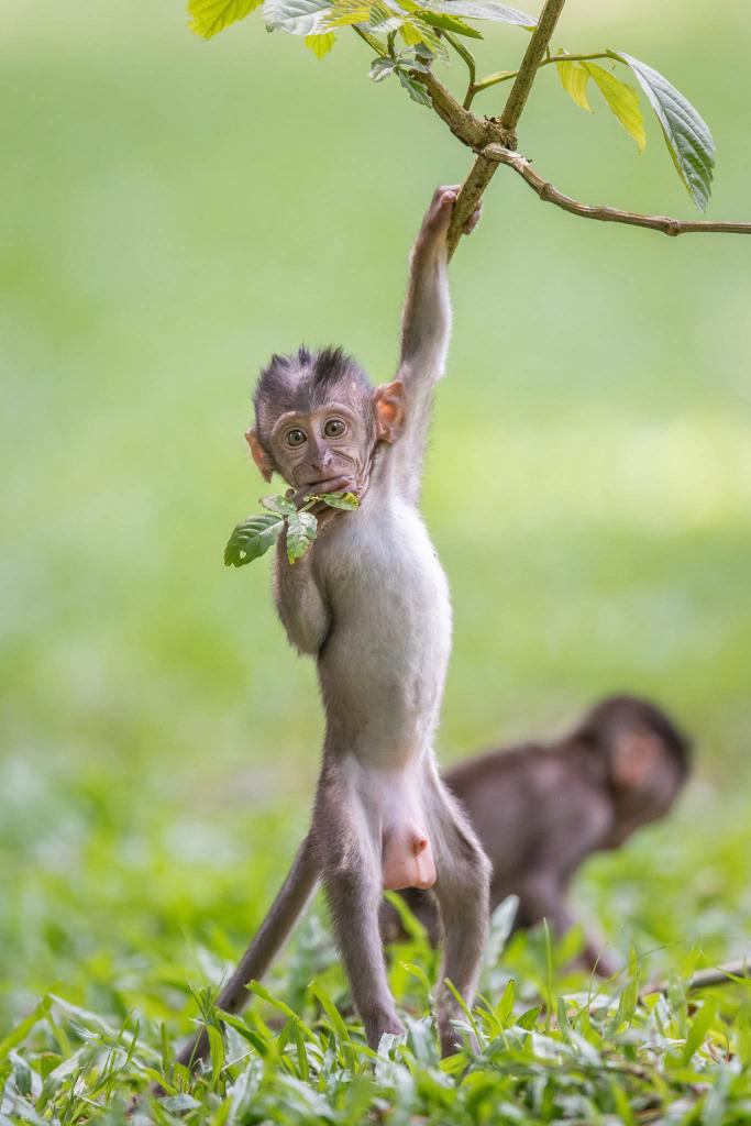 BP_Chua's tweet image. Long-tailed Macaque 
#monkey #primate #animal #wildlife #photography