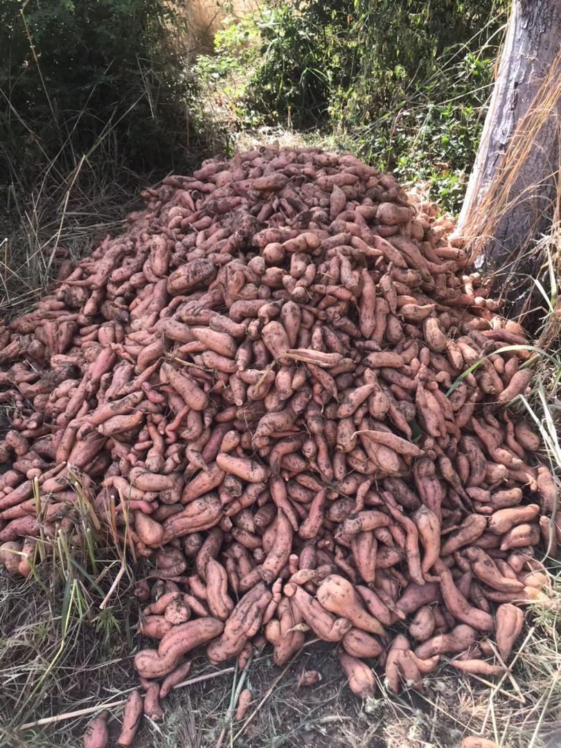 Bones Man, Please i need your help. I have got plenty sweet potatoes but i dont have a buyer. 
Please can you help me by posting it on your page. I believe that way I will get buyers. It’s located in Bolga and am ever ready to reduce it for anyone that wants large quantity or