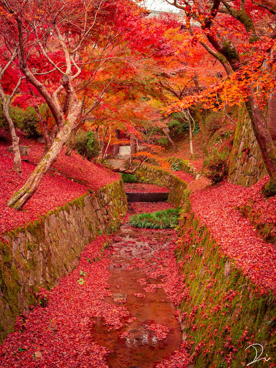 京都、紅葉に染まる川🍁