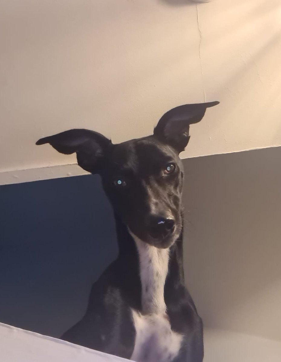 CooperWhippet's tweet image. Peekaboo I see you 👀 😂💙🐕🐾😍