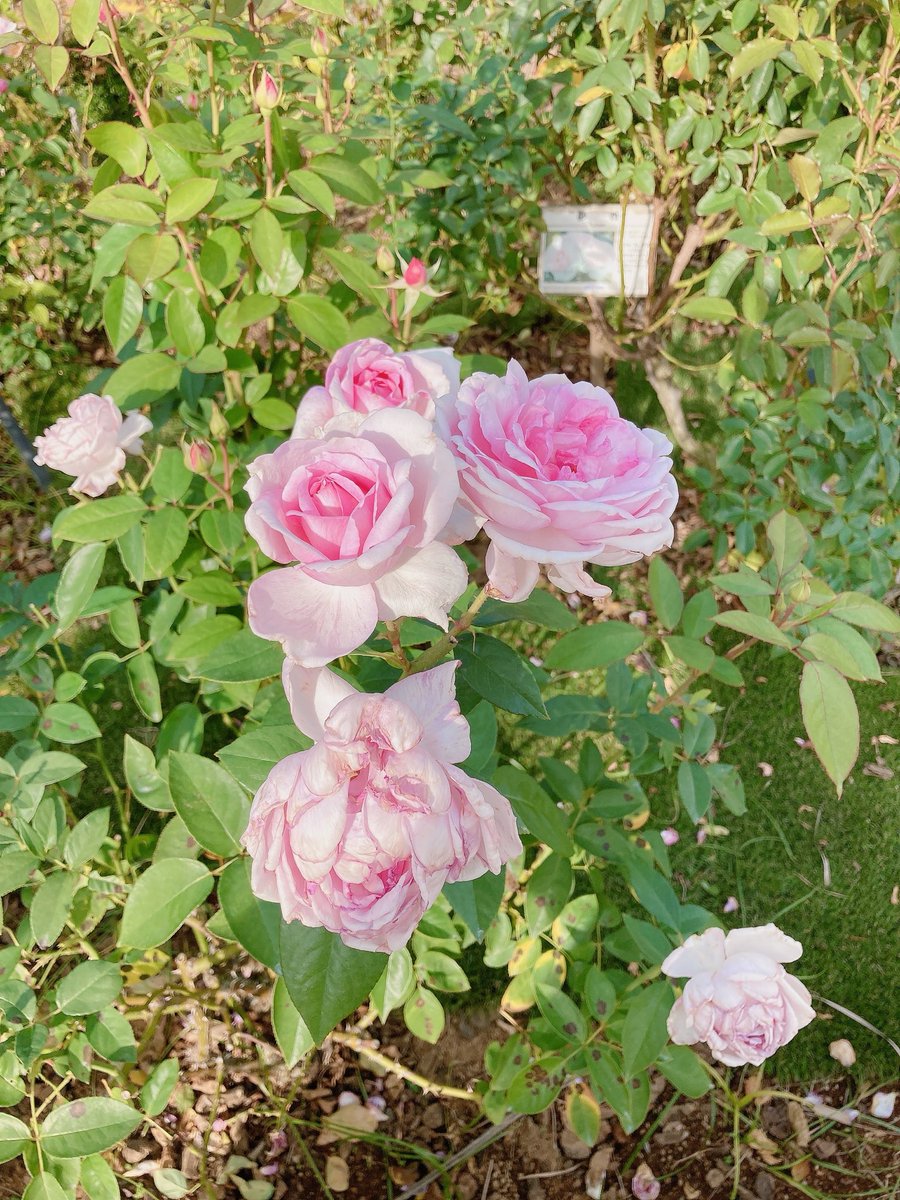 🌱🌹よわ🌹🌱 on X