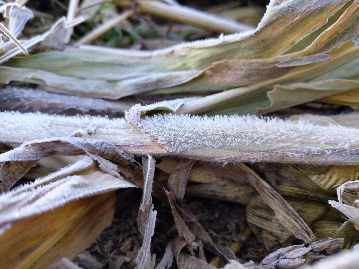 SicomNoticias_'s tweet image. ❄️ Se registra helada en #Libres este martes 4 de noviembre con sensación térmica de 2 °C y capas de hielo en recipientes. Autoridades exhortan a extremar precauciones y proteger a personas vulnerables y seres sintientes.

📰#SicomNoticias

sicomnoticias.mx/se-registra-he…