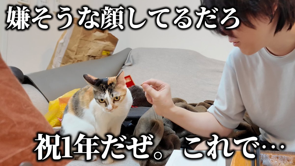dnm3rd's tweet image. 動画です。子ネッコを保護して1年…はとうに過ぎ去ったので、記念に手料理をふるまったりましたわ！！

1年かけて築いた信頼は記念レバーで崩壊させた youtu.be/fcLFeiwdGSQ?si…
