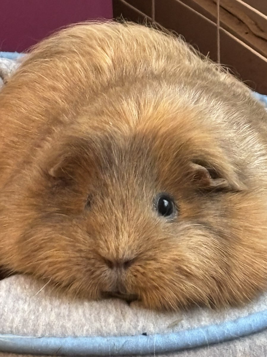 La Maison Des Chons 💪🦀 tweet media