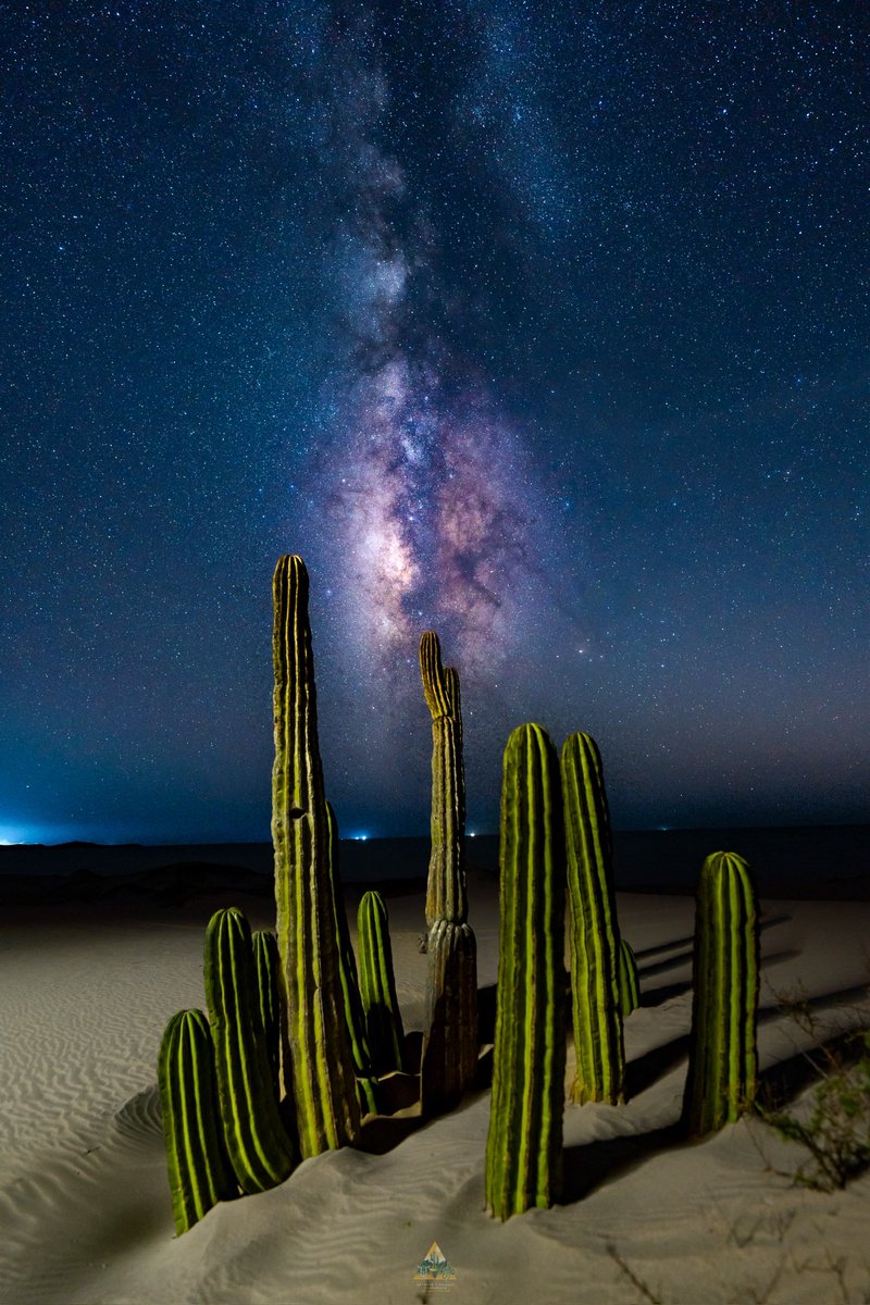Cardón enterrado por las dunas móviles de Tastiota, Sonora🌵❤️