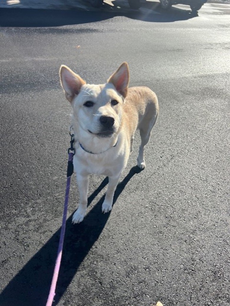 Meet Hazel! 🌼

Hazel is a sweet and curious 9-month-old shepherd mix. Do you think you could be Hazel’s person? Learn more at ow.ly/V2YN50Xm1Tv. #RichmondBC