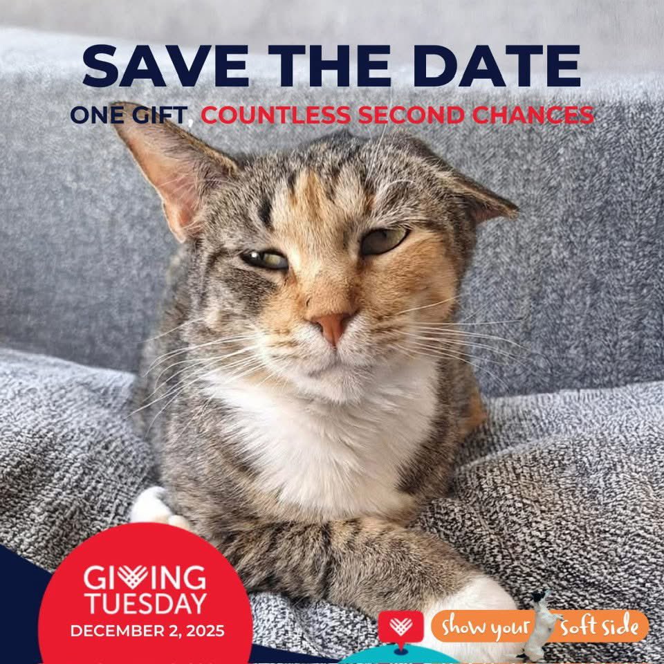 Hi everyone, in just under a month, we'll be celebrating #GivingTuesday! 🙌 Mark your calendar for DECEMBER 2nd &amp; plan to GIVE to help more kitties on the street like Thumbelina. Our Street Kitty Fund was created to provide life saving emergency medical support to… 1/2