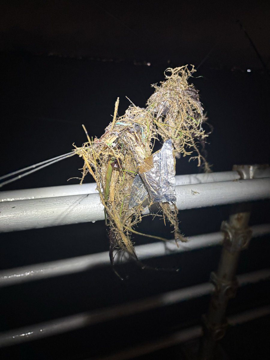 Fishingmagic1's tweet photo. This is why I don’t bother on the bigger tides, rods been in for only 15 mins and completely washing lined with crap and plastic and yes they are female jam rags stuck on the line. The government need bringing acount for this it’s criminal for fish to live in this. https://t.co/9VMIznzZm0