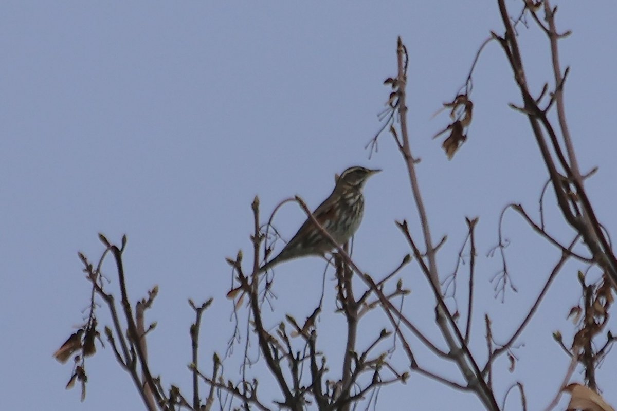 theotherjanet1's tweet photo. My first Redwing of the Season!  (High up and far away on a very overcast afternoon, so apologies for the photo, but who could resist???) Cliff Farm path Branston @Lincsbirding @LincsWildlife https://t.co/7djwDKjawl
