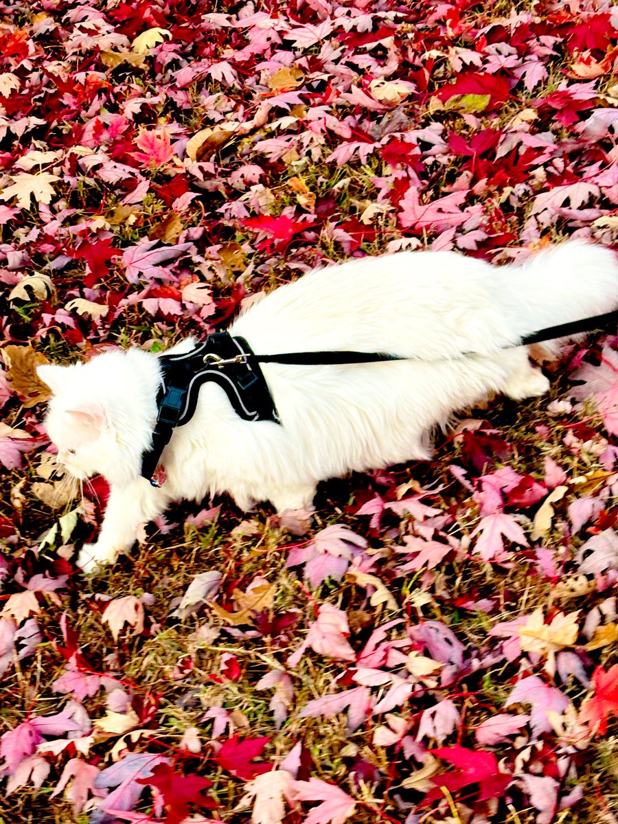 MidhaTheDreamer's tweet image. Chum Chum is enjoying a walk on the autumn leaves.
#FallVibes