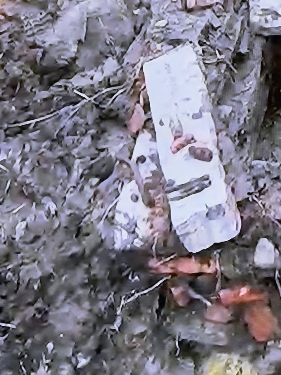 Jacobthe240's tweet photo. @OakIsland @JackBegley7 @HISTORY season 12 episode 17 brick by slate fault, I noticed a face in the attached pictures! #oakisland https://t.co/JneIyqhFBk