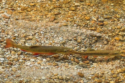 Tread Lightly in Upper Delaware River Tailwaters During Spawning Season ow.ly/NHlL106pvKs
