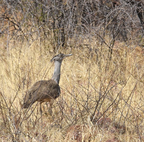 birdtripper's tweet photo. The Kori Bustard.  Not the largest flying bird, but the world's heaviest flying bird.  Male birds may typically weigh between 7 and 18 kg (15 and 40 lb).   Namibia. https://t.co/xacdI5t74I
