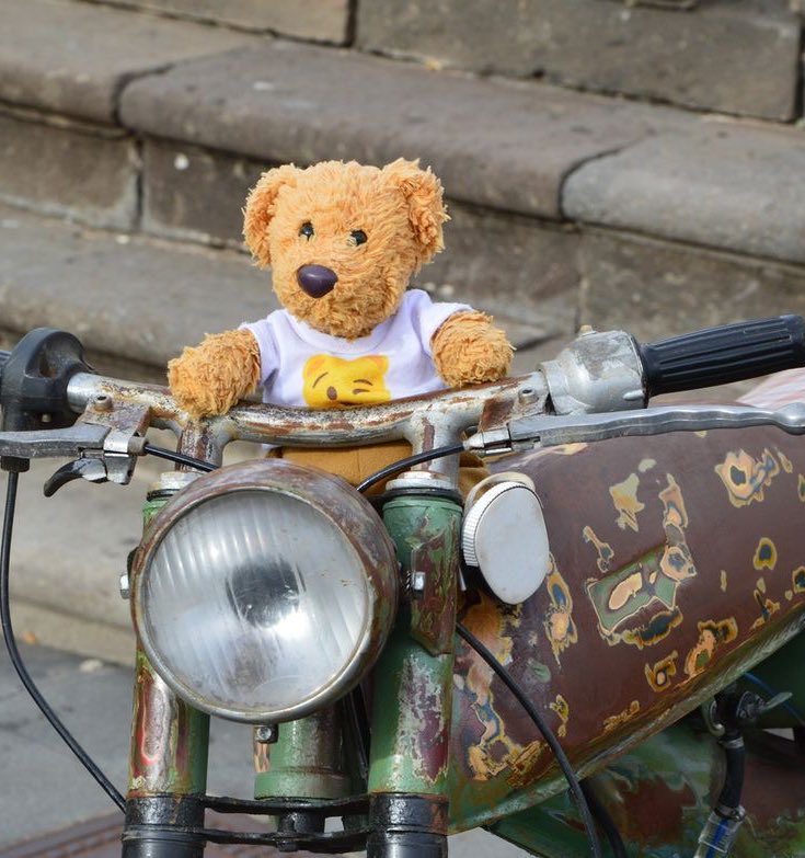 daily teddy bear daniel molloy tweet media