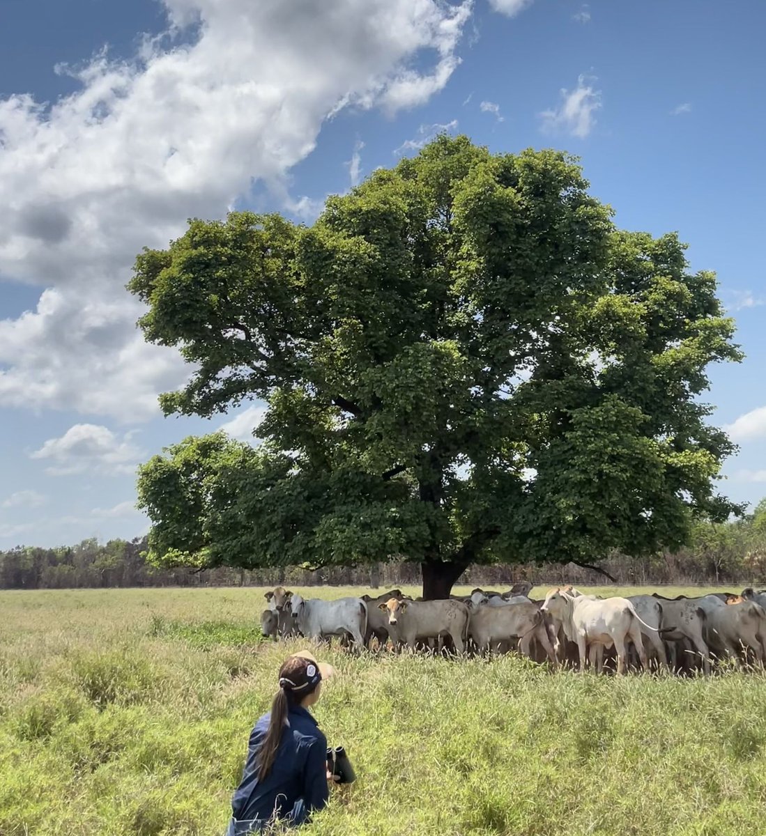 FutureBeef's tweet photo. 80,428 ๐
That's how many #buffaloflies Livestock Research Officer, Caity, has counted on cattle at #NTDAF #DouglasDalyResearchFarm in 9 months - all part of researching ways to manage the fly burden on #cattle ๐ฎ
Further info ๐ https://t.co/Lu7Rra3E0y
#NTBeef https://t.co/0r3Lrh3eGj