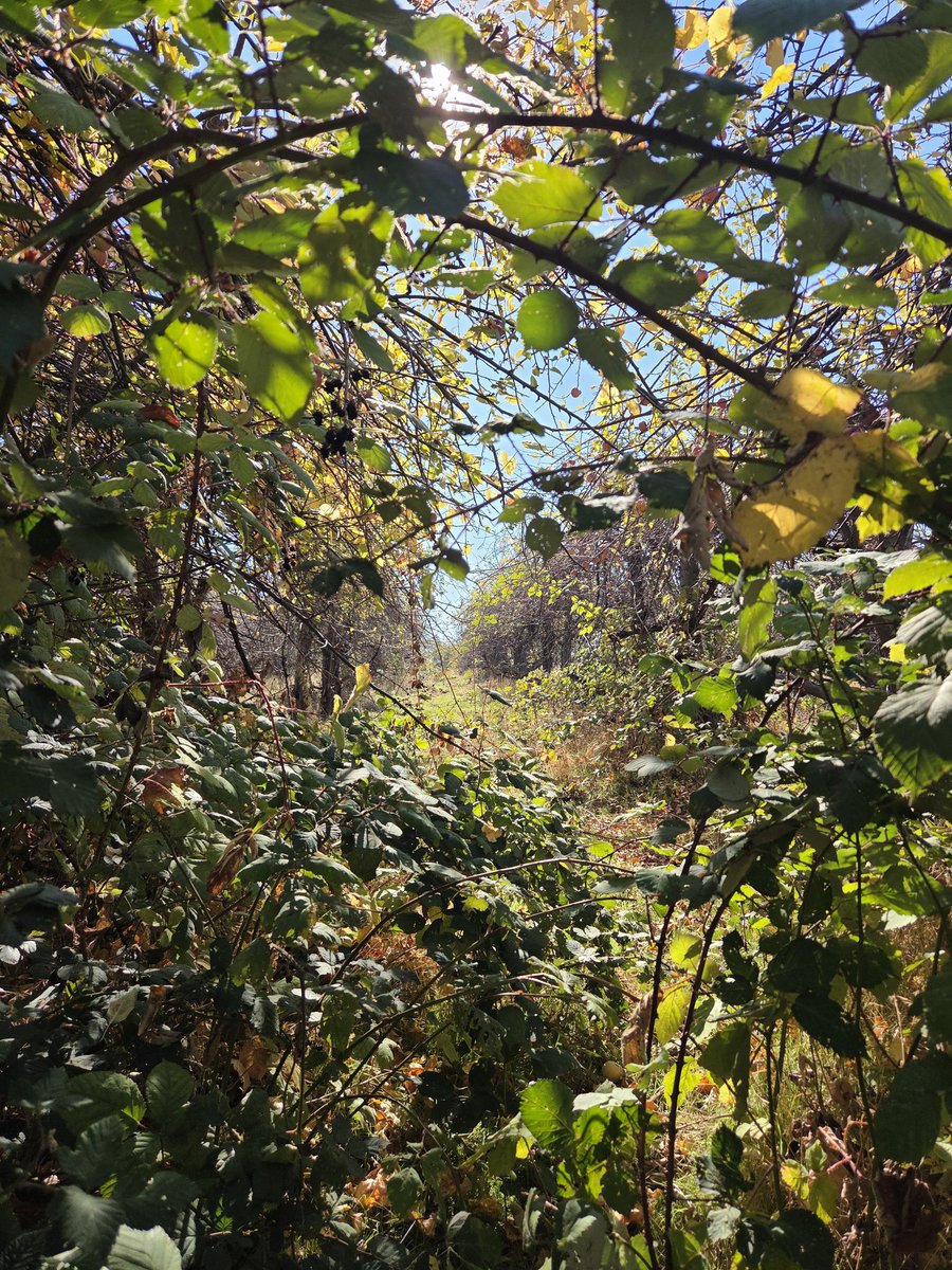 Gift of Trees of Draught of Barrel tweet media