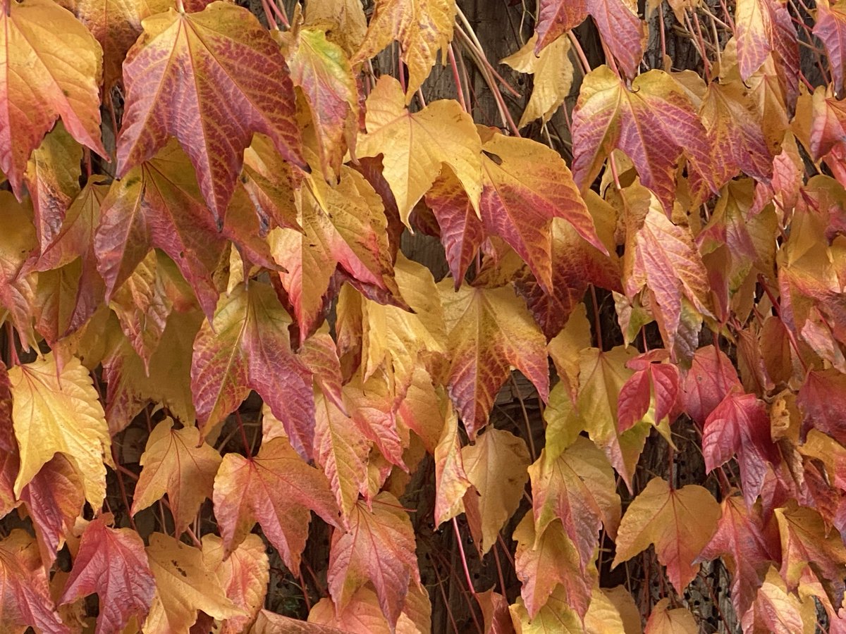 Guy Fiegehen tweet media