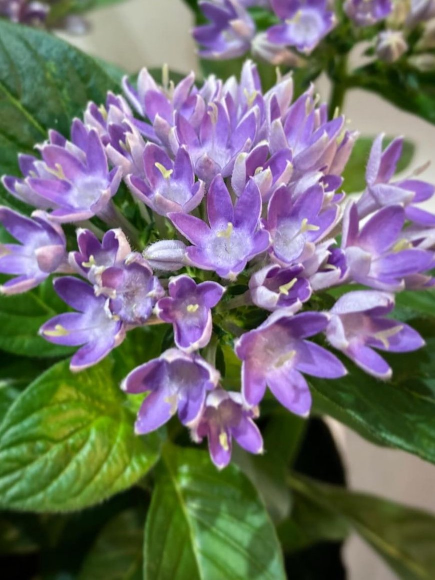 ハナミズキ、幸せなおじさん！ on X