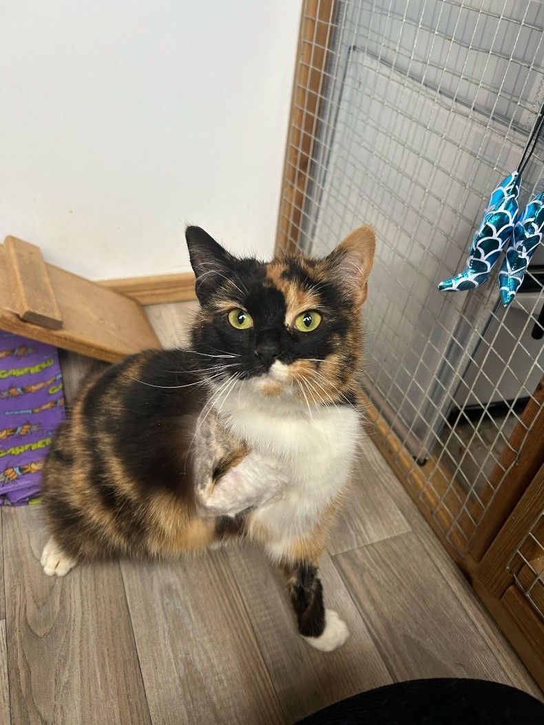 A huge thank you to <a href="/petsfdtnuk/">Pets Foundation</a> for their generous grant of £9825, which will help cover vet bills for the cats in our care. This money means we can help even more cats like the beautiful Ivy, who needed a leg amputation after being found with an infected wound and missing paw.