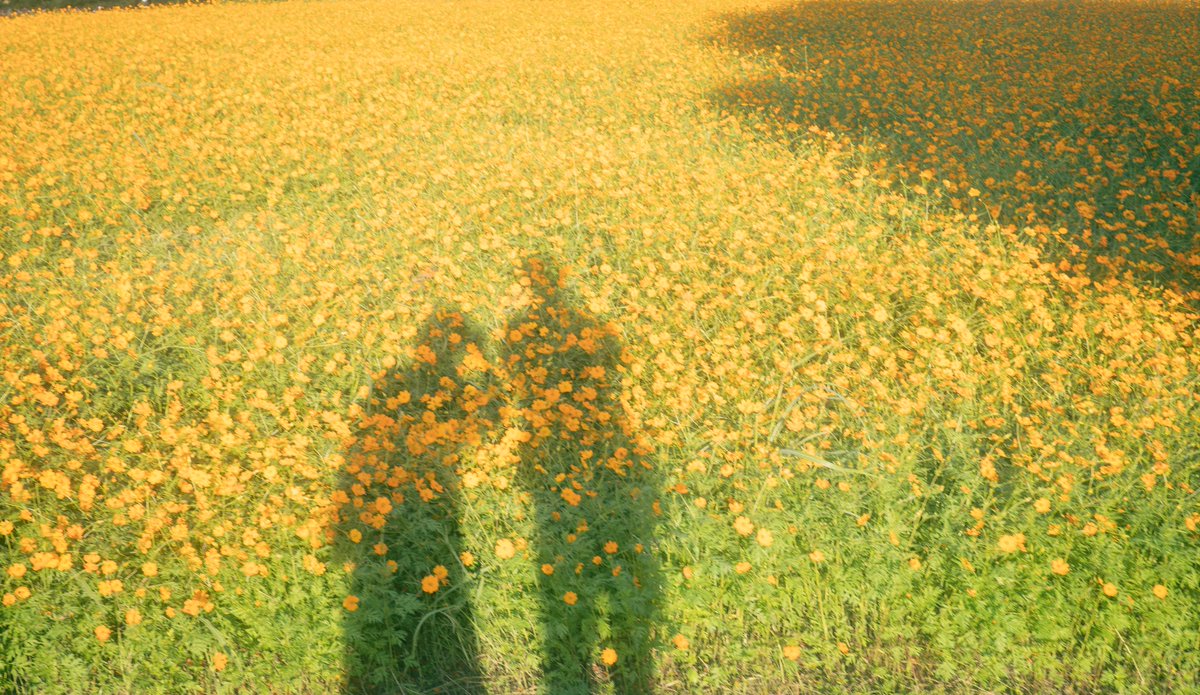 kokage_lumiere's tweet image. 