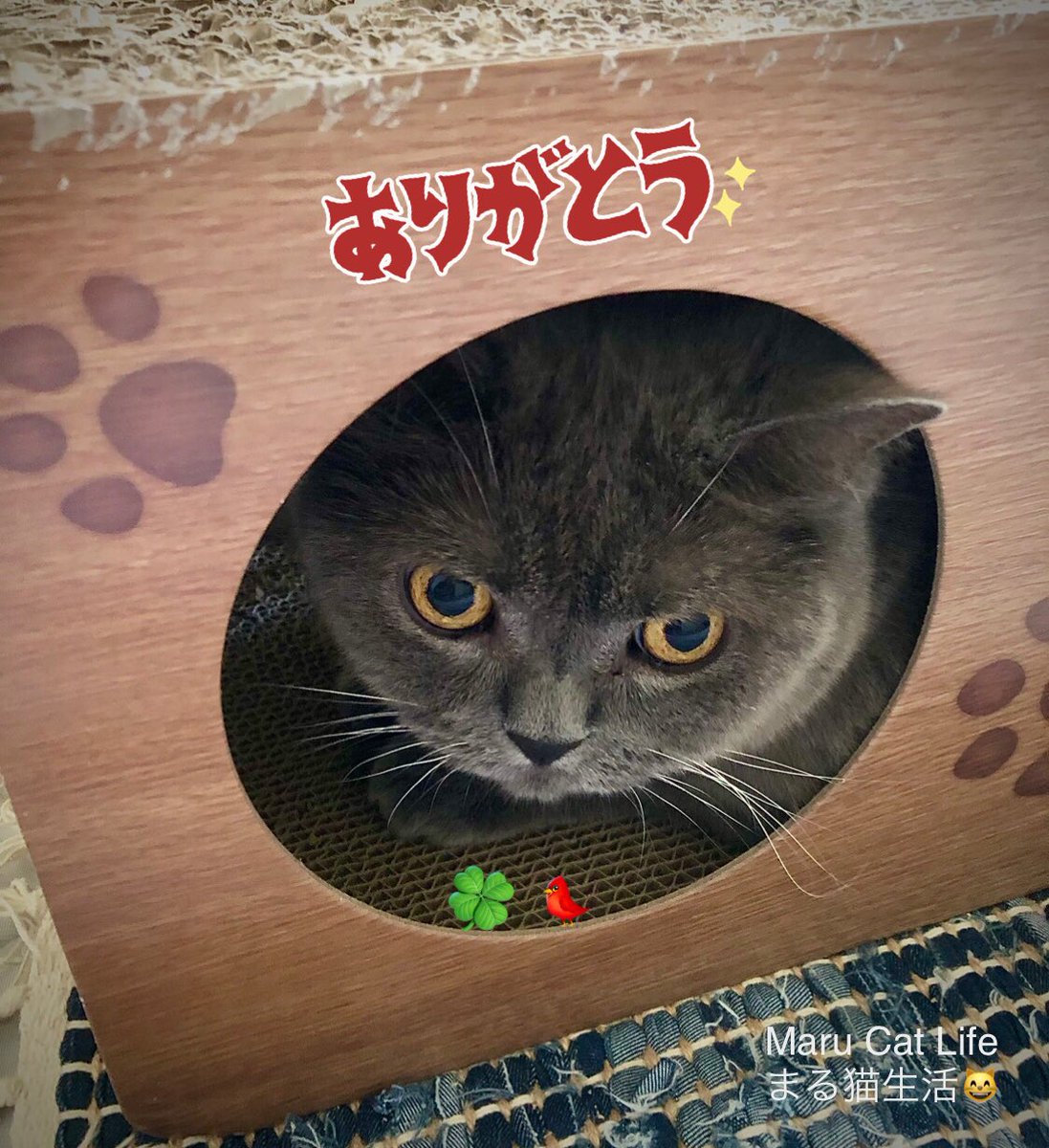 まま猫(ΦωΦ）】注意→プロスペクターのみ1台です‼️ sddefault.jpg