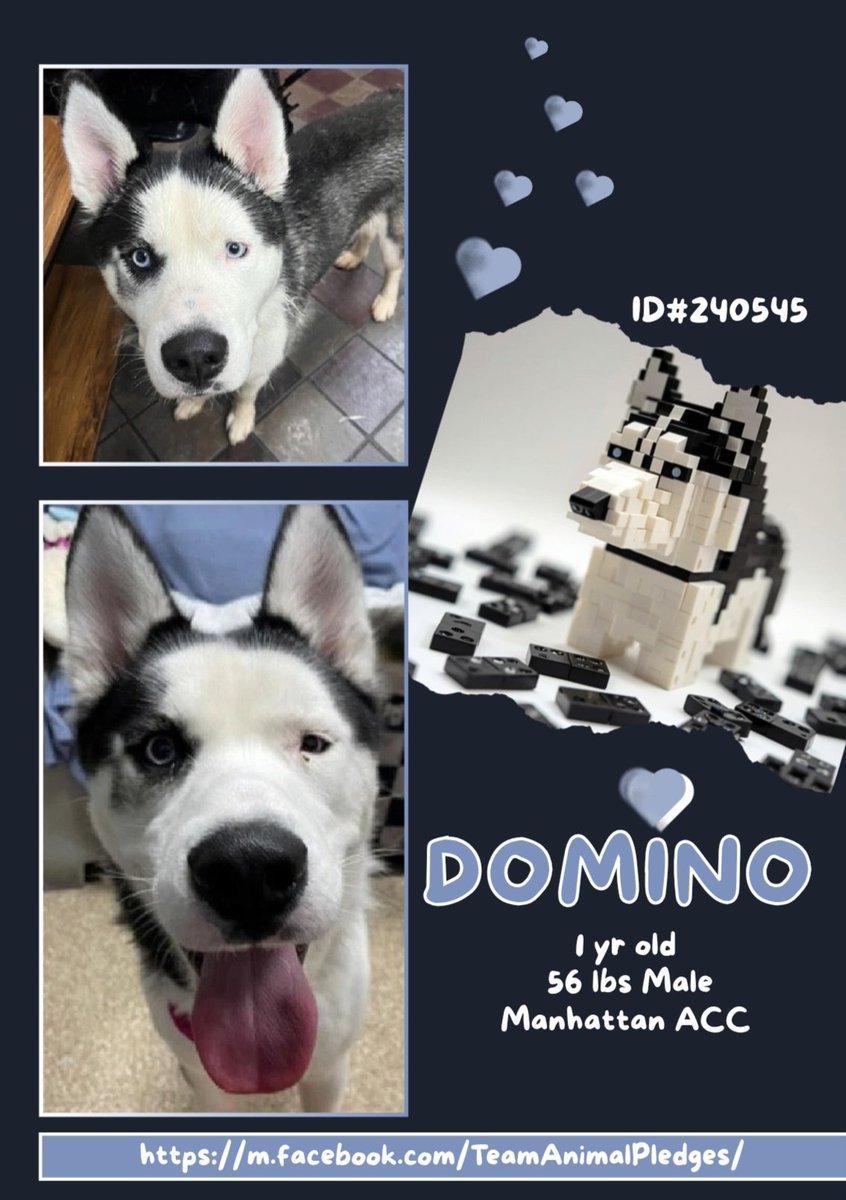 Totally adorable Domino (Manhattan ACC)  is just 1 yr old. He doesn't belong anywhere near a scary kill shelter.
With patience, slow intros &amp; daily physical activity he will be perfect for a loving home with no very tiny kids.
nycacc.app/#/browse/240545
#Adopt #Foster #Pledge4Rescue