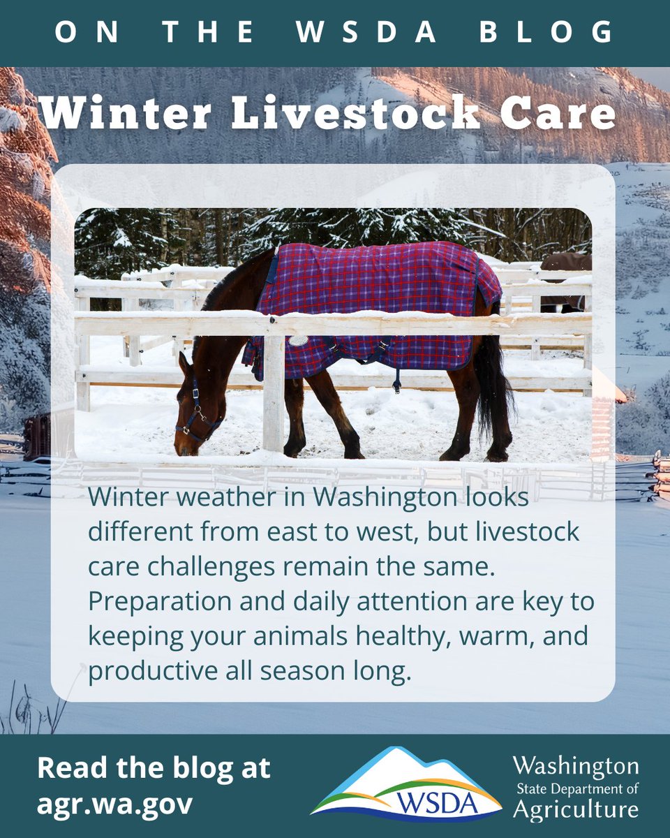 WSDAgov's tweet image. ❄️ Winter weather brings unique challenges for Washington farmers. Keep your animals healthy and comfortable with proper shelter, nutrition, and care.
WSDA is here to help you prep for the season.
👉 Learn more in our blog: agr.wa.gov/about-wsda/blo…
#WAFarmers #LivestockCare #WSDA
