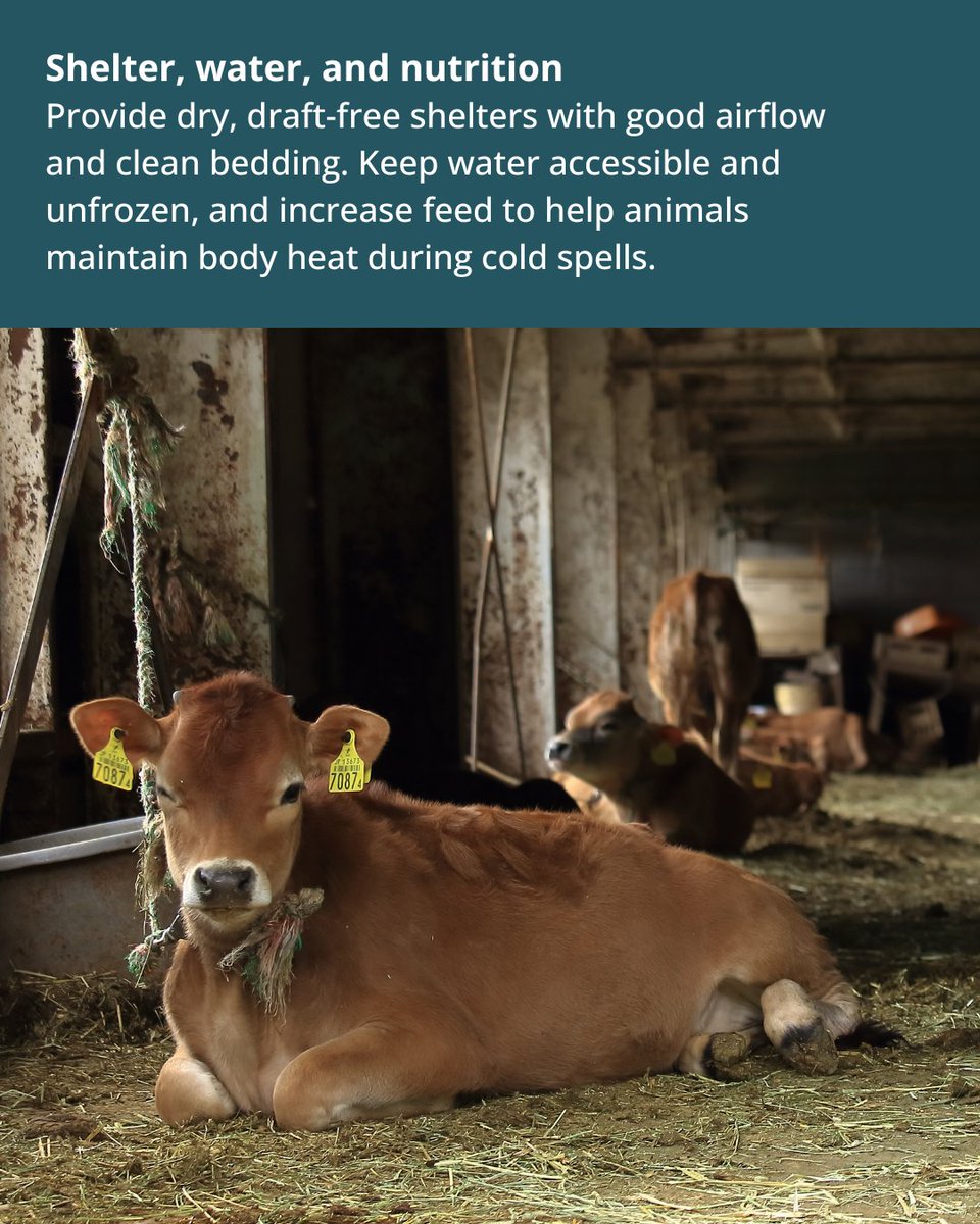 WSDAgov's tweet image. ❄️ Winter weather brings unique challenges for Washington farmers. Keep your animals healthy and comfortable with proper shelter, nutrition, and care.
WSDA is here to help you prep for the season.
👉 Learn more in our blog: agr.wa.gov/about-wsda/blo…
#WAFarmers #LivestockCare #WSDA