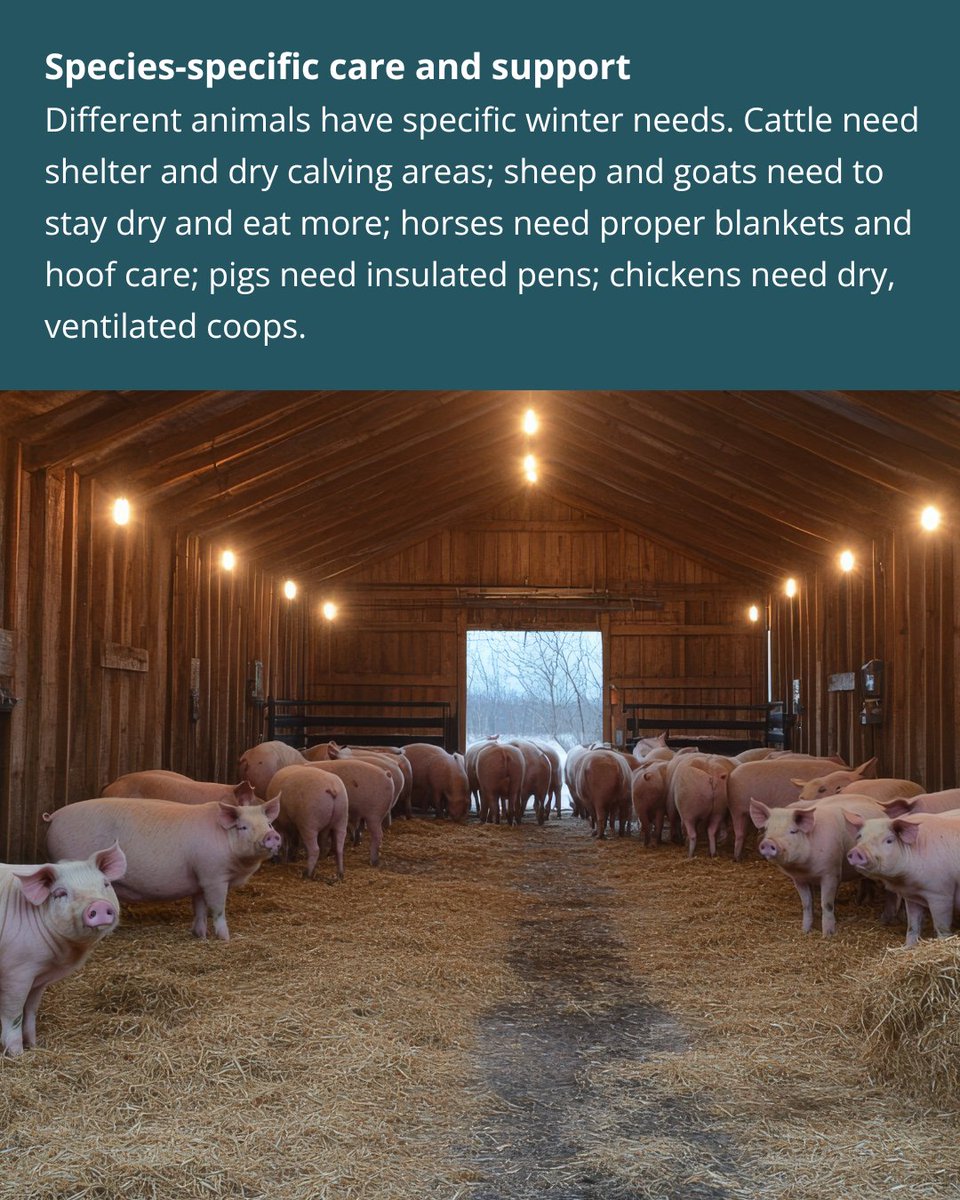 WSDAgov's tweet image. ❄️ Winter weather brings unique challenges for Washington farmers. Keep your animals healthy and comfortable with proper shelter, nutrition, and care.
WSDA is here to help you prep for the season.
👉 Learn more in our blog: agr.wa.gov/about-wsda/blo…
#WAFarmers #LivestockCare #WSDA
