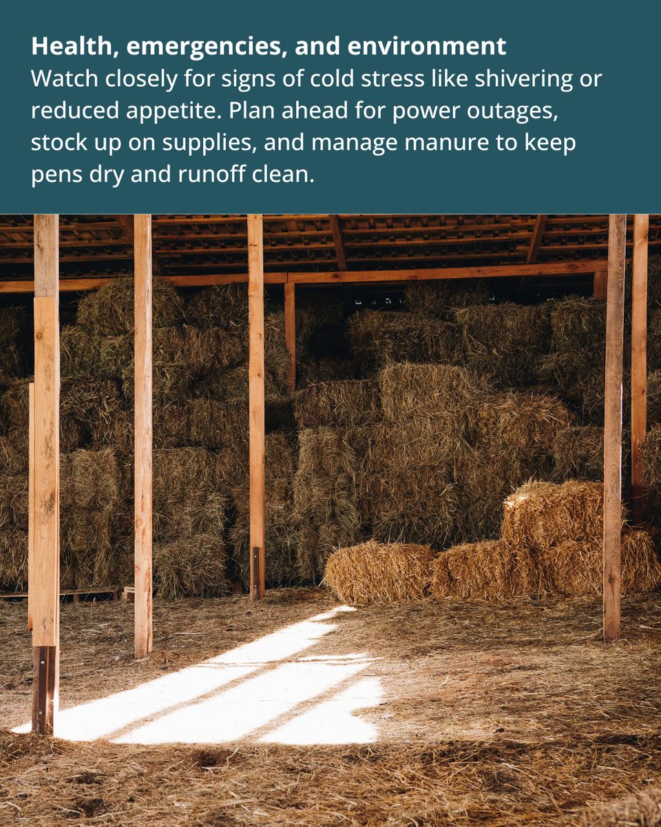 WSDAgov's tweet image. ❄️ Winter weather brings unique challenges for Washington farmers. Keep your animals healthy and comfortable with proper shelter, nutrition, and care.
WSDA is here to help you prep for the season.
👉 Learn more in our blog: agr.wa.gov/about-wsda/blo…
#WAFarmers #LivestockCare #WSDA