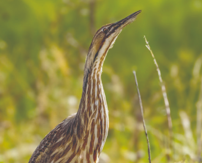 Wildwatch tweet picture