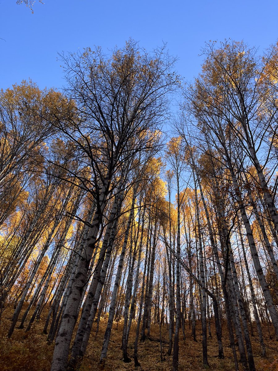 ilhandiken's tweet photo. Mevsim güzelliği 🍁
#Dersim https://t.co/Ebj7ykV14f