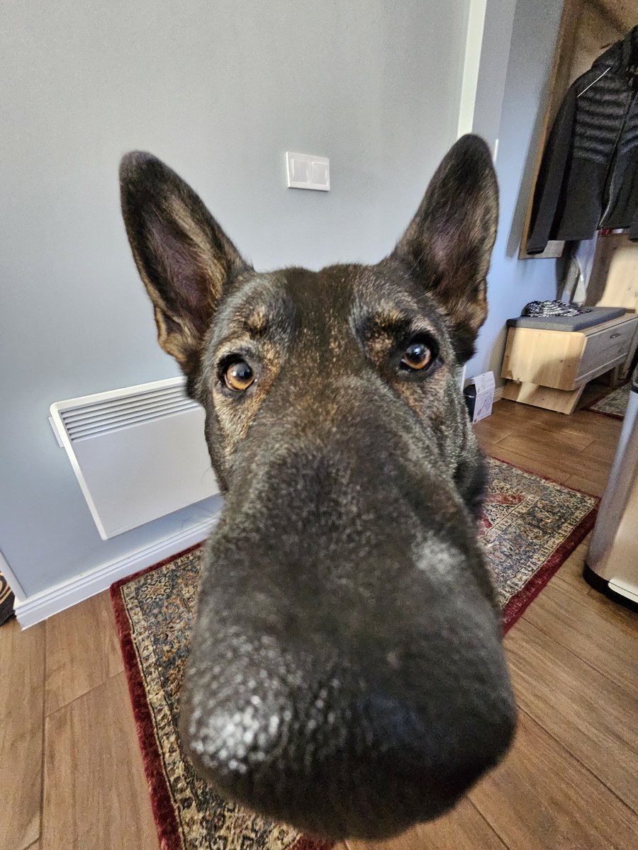 Pupdate: we are incredibly snooty