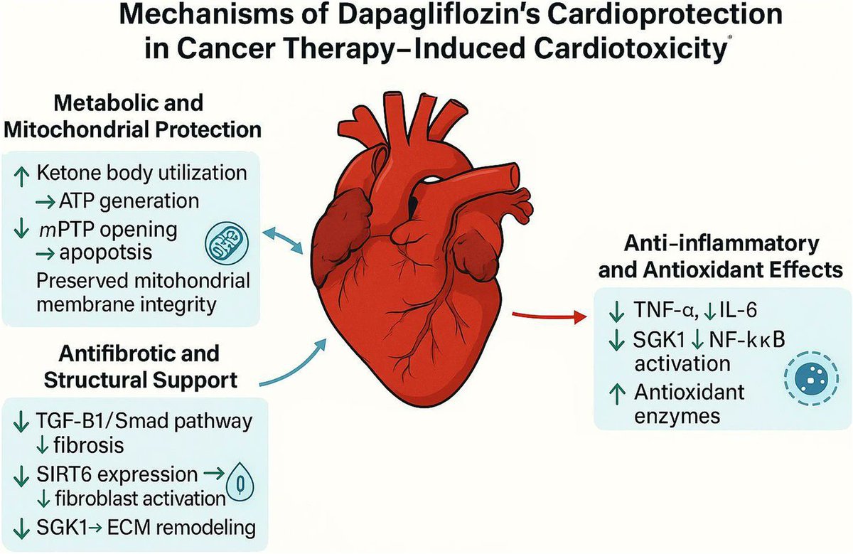 SN_Oncology's tweet image. 🚨Recently Published in #CardioOncology

Anthracycline- and HER2-induced cardiotoxicity: mechanisms, current strategies, and the emerging role of dapagliflozin as a targeted cardioprotective agent📝

Read more➡️doi.org/qck3
@ICOSociety #OpenAccess