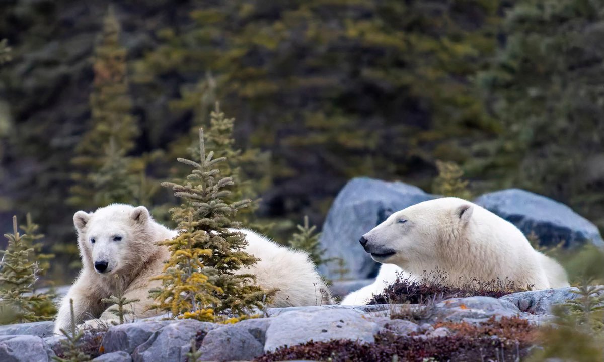 ARKADAŞLAR ÖNEMLİ BİR DUYURUM OLACAK. 7-15 Kasım tarihleri arasında Kuzey Kutbu’na doğru gidip Kutup Ayıları’nı göreceğiz Kanada’da. Beraber gideceğim abim bir sorun yaşadığı için parasını ödediği tura katılamıyor durumda. Kanada vizesi hazırda olan ya da oralarda yaşayan ve