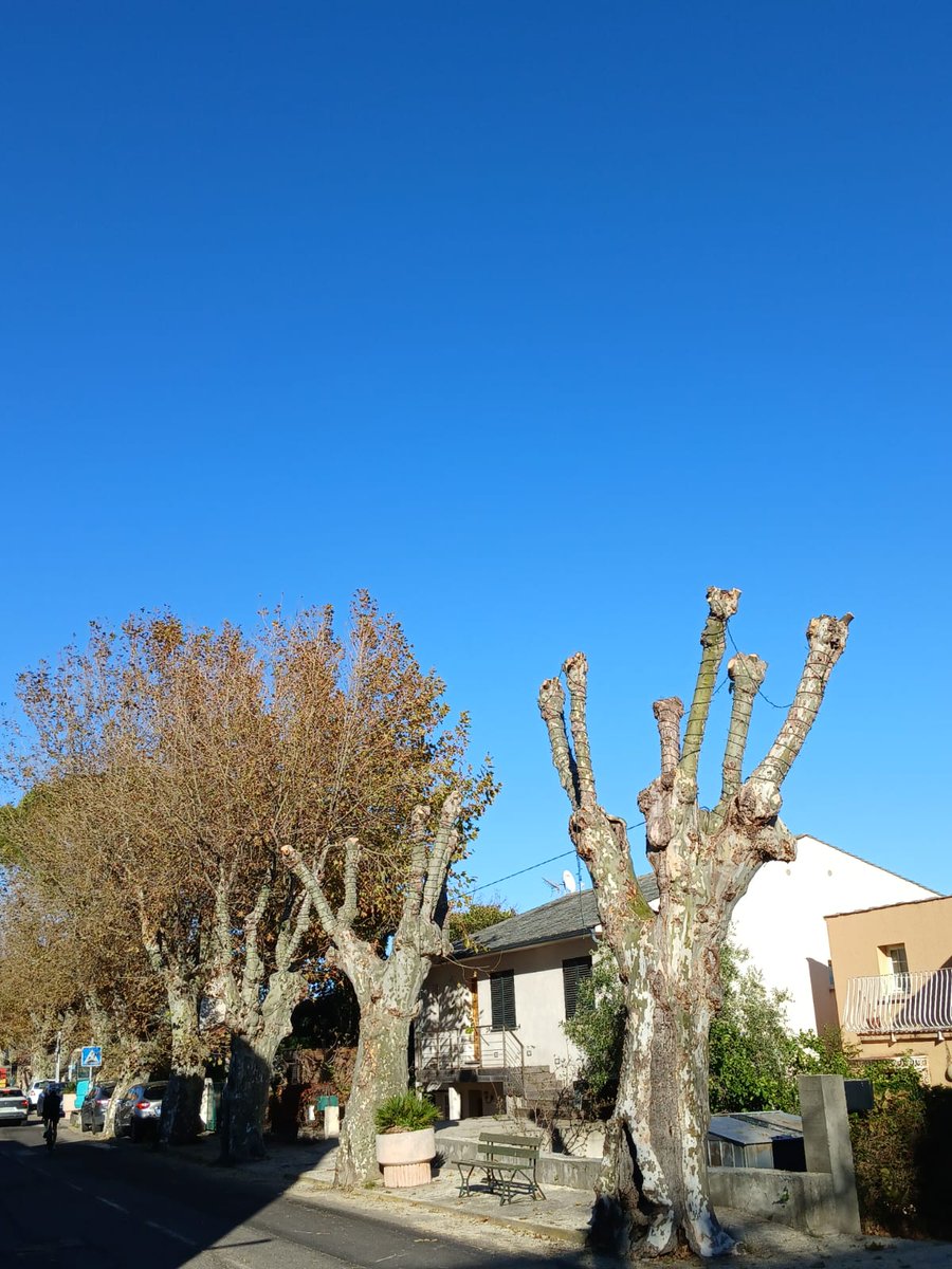 🌿 Début des travaux d’élagage sur la Strada Bordimare 🌿
✅Menés par l’entreprise locale Petra Furesta, reconnue pour son savoir-faire en aménagement paysager.
🚧 Circulation légèrement perturbée : prudence à proximité du chantier !