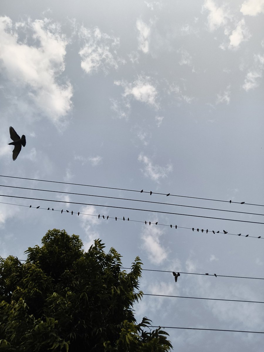 SindhuK66662473's tweet photo. The birds sitting under a cloudy - filled sky are searching for grains for themselves;

Just like the unemployed of the country search for jobs for themselves. https://t.co/FM96AIaWUo