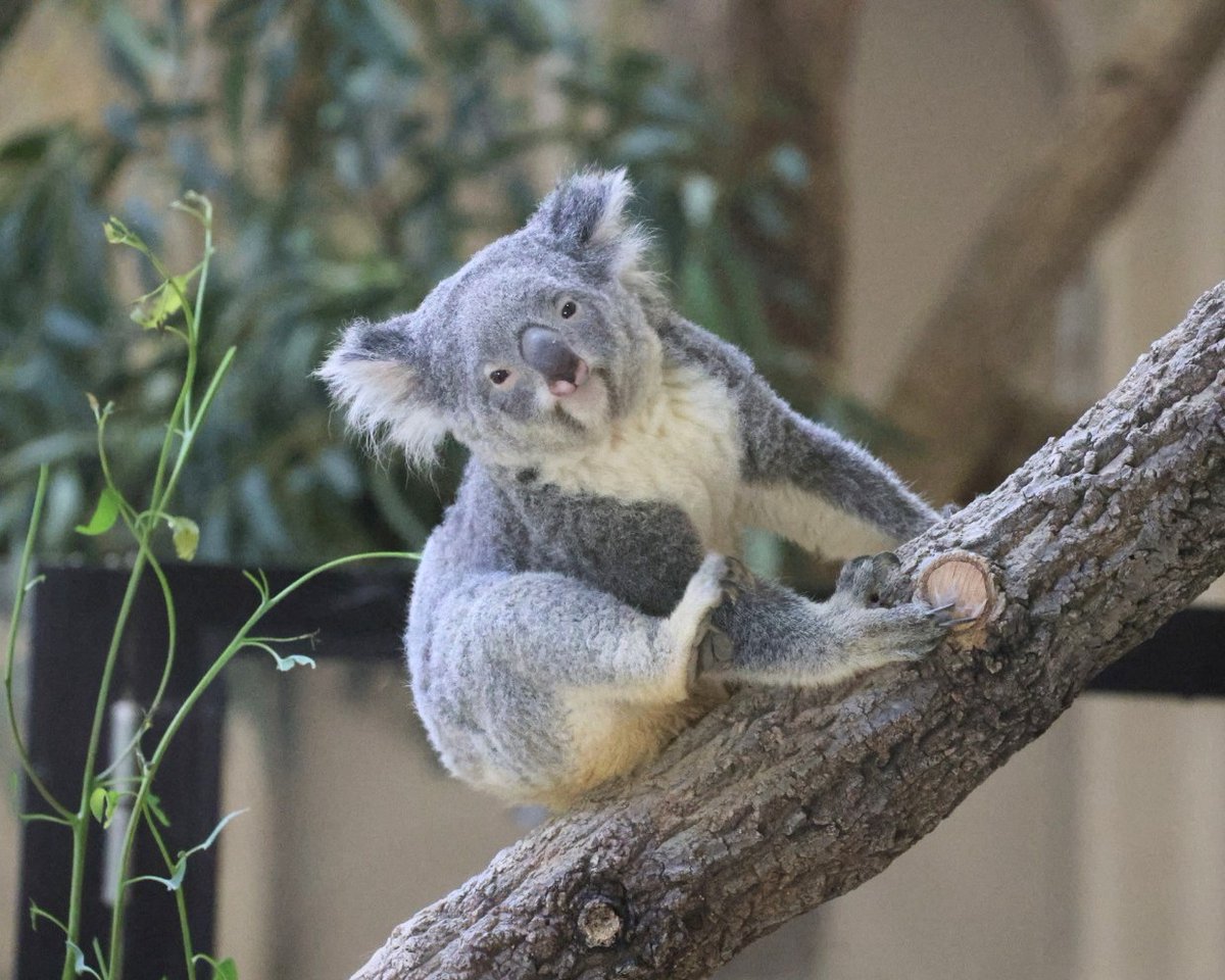 adorno コアラ coala やまこじ on X