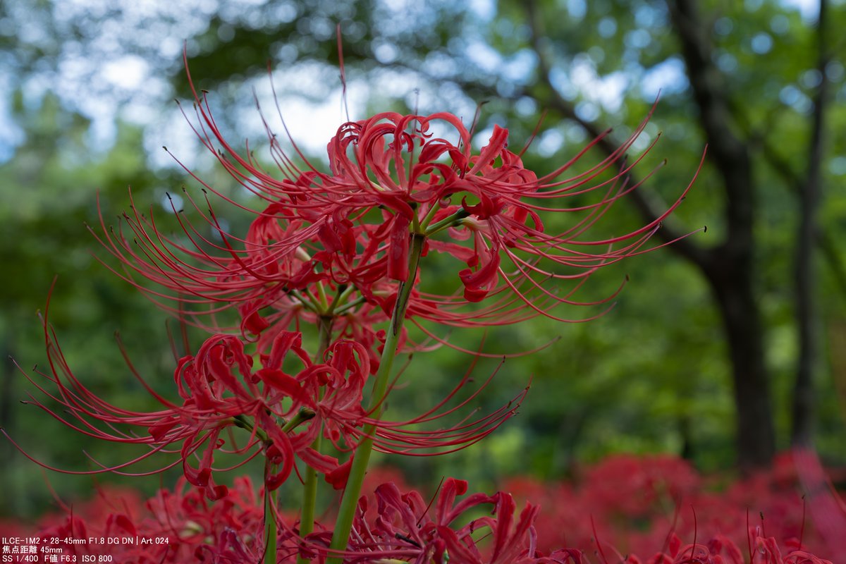 絵画 flk040104 絵画 flk040104 ロナンブルレック Drawing 4 (オーク