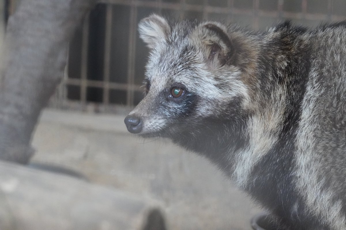 アロハタヌキ DUKE KAHANAMOKU SPECIAL EDITION “HAWAIIAN PADDLE” (LONG