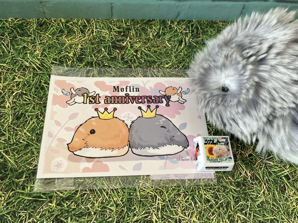 もるぴー&モフリンのちも (@cavy2929) / Posts / X