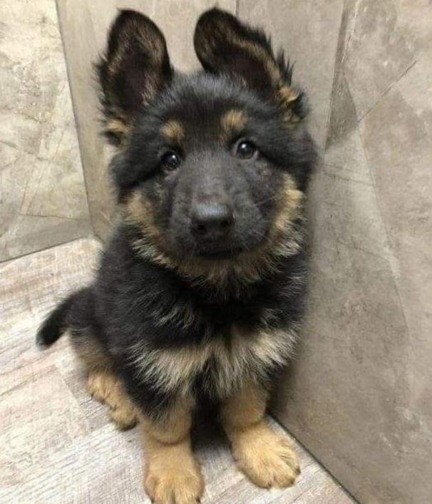 Best in Dogs tweet media