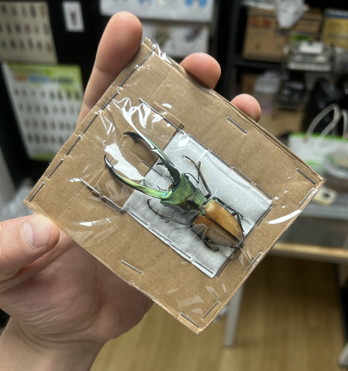 jiin hwang tweet media