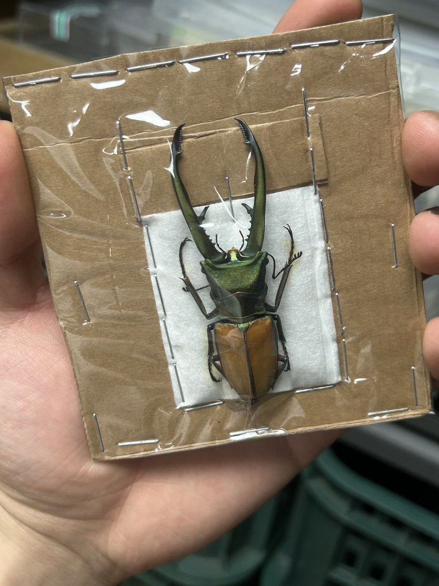 jiin hwang tweet media