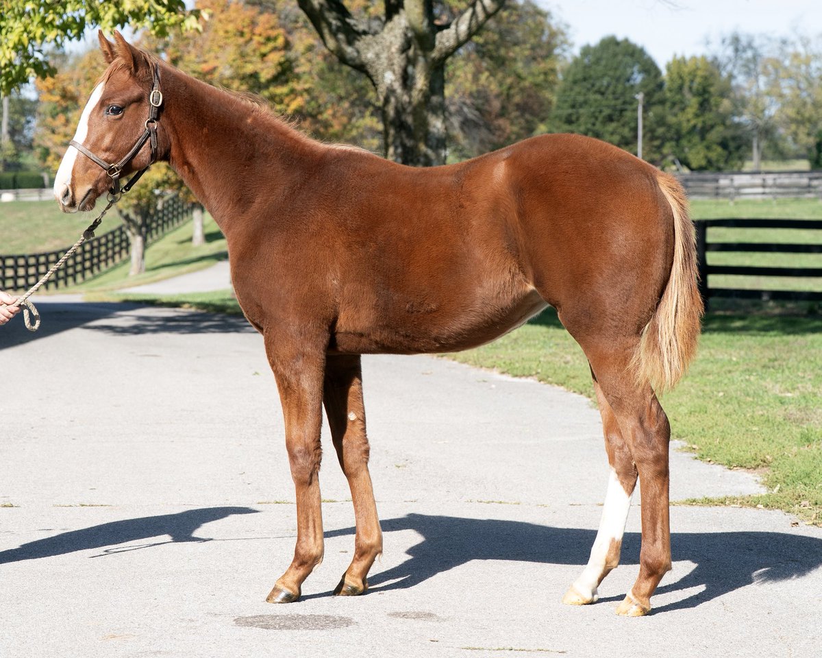 ✨Selling today✨ from the <a href="/Gainesway/">Gainesway</a> consignment at <a href="/keenelandsales/">Keeneland Sales</a>, Hip 9 Unbound (Distorted Humor) the dam of G1 winner ARABIAN LION (Justify) in-foal to Justify for a full sibling and Hip 10 her 2025 weanling filly by Gun Runner. #InvestsInSuccess